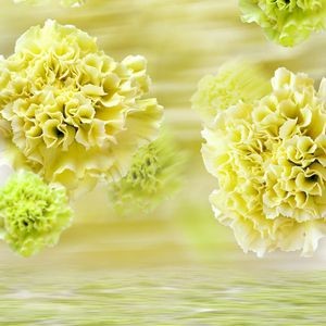 Flowers Photography Backdrops Emerald Green Flowers Background