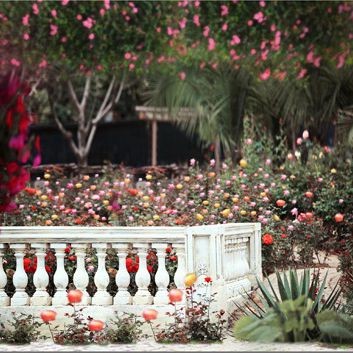 Photography Background Flower Park Plant Tourist Backdrops