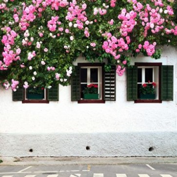 Door Window Photography Backdrops Pink Rose Flower Brown Windows White Wall Background