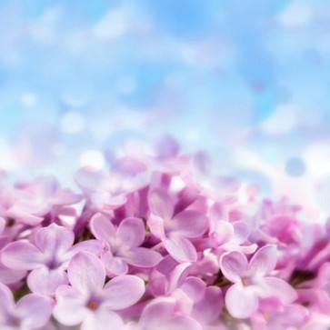 Flowers Photography Background Purple Petals Blue Backdrops