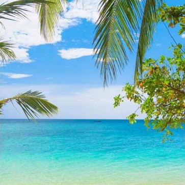 Beach Photography Backdrops Clouds Coconut Tree Leaves Blue Sky Background