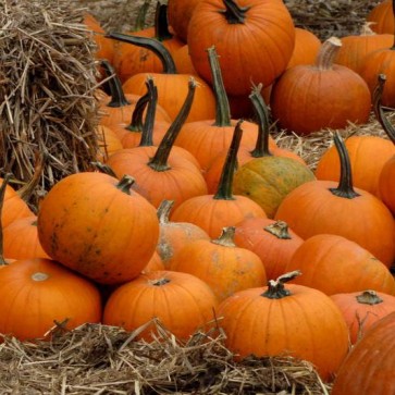 Thanksgiving Day Photography Backdrops Haystack Pumpkin Background