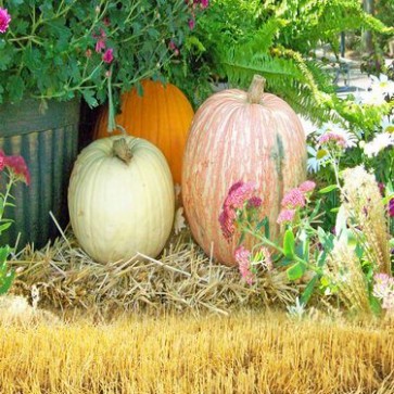 Thanksgiving Day Photography Backdrops Pumpkin Purple Flowers Background