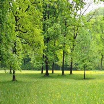 Nature Photography Backdrops Grass Yellow Flower Trees Background