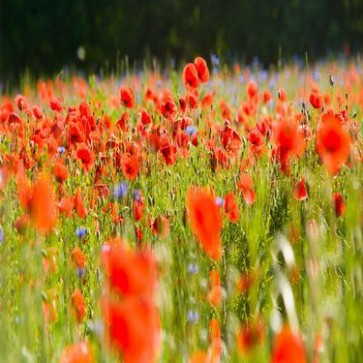 Flowers Photography Background Red Flowers Grass Backdrops