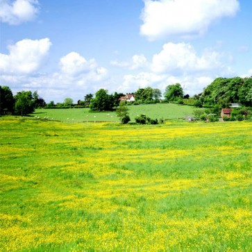 Nature Photography Backdrops Rapeseed Sea Blue Sky Farm Background