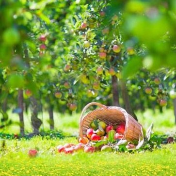 Thanksgiving Day Photography Backdrops Apple Tree Lawn Background