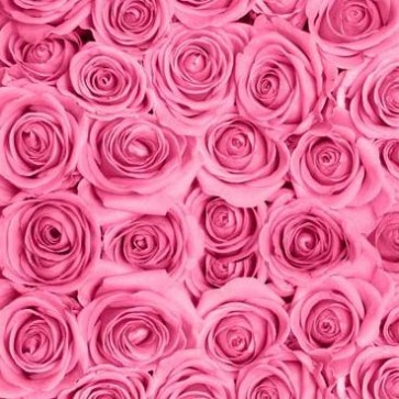 Photography Background Flower Wall Pink Rose Backdrops