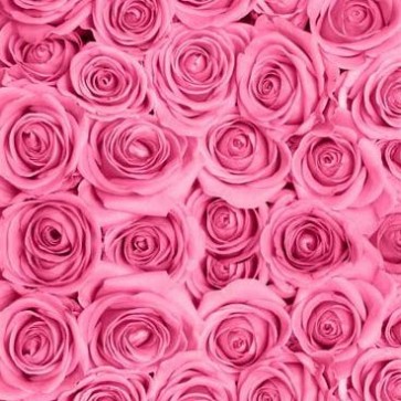Photography Background Flower Wall Pink Rose Backdrops