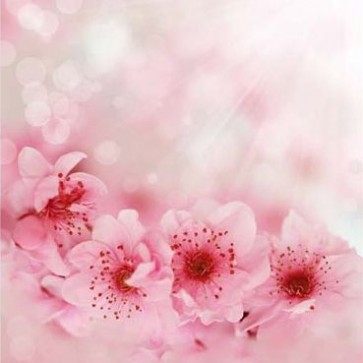 Photography Background Pink Cherry Blossom Flowers Backdrops
