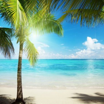 Photography Backdrops Blue Sky Sunshine Coconut Tree Beach Background
