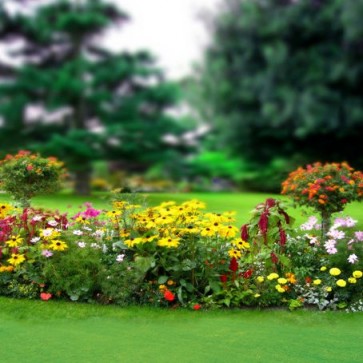 Nature Photography Backdrops Chrysanthemum Lawn Trees Flowers Background