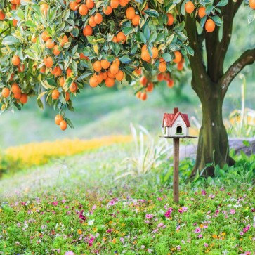 Thanksgiving Day Photography Backdrops Oranges Grass Flowers Background