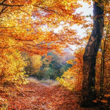 Deciduous Red Leaves Photography Backdrops Autumn Background