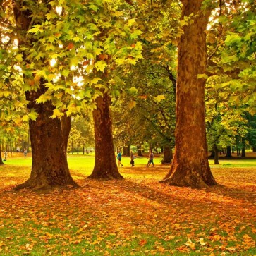 Park Deciduous Photography Backdrops Autumn Tree Background