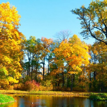 Lake Autumn Photography Blue Sky Jungle Background Backdrops