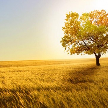 Photography Background Sunset Grassland Tree Autumn Backdrops