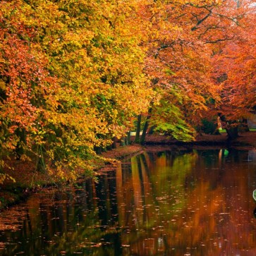 Photography Backdrops River Red Leaves Autumn Background For Photo Studio