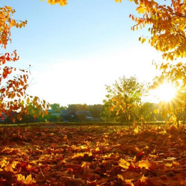 Photography Backdrops Golden Blue Sky Leaves Trees Autumn Background