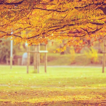 Autumn Photography Background Golden Leaves Trees Backdrops