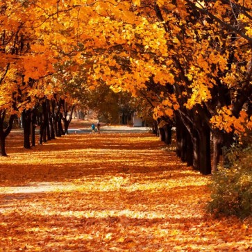 Autumn Photography Background Corridor Trees Golden Leaves Backdrops