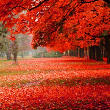 Autumn Photography Background Leaves Lawn Red Maple Leaf Tree Backdrops