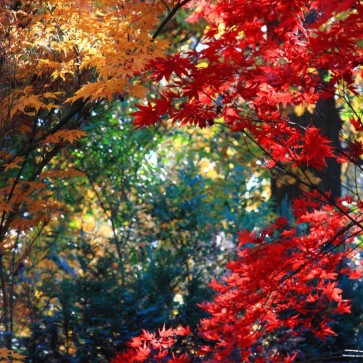 Autumn Photography Background Yellow Red Maple Leaf Backdrops