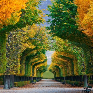 Garden Photography Background Golden Leaves Autumn Path Trees Backdrops