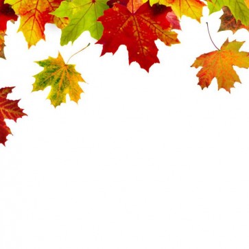 Red Deciduous Photography Background Autumn White Backdrops