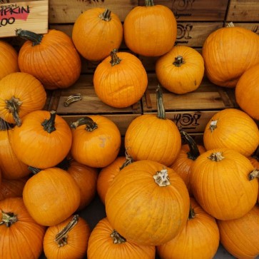 Mature Pumpkin Thanksgiving Day Photography Background Backdrops