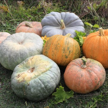 Pumpkin Grassland Photography Backdrops Thanksgiving Day Background