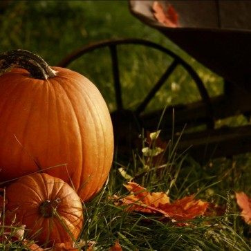 Thanksgiving Day Photography Background Grassland Pumpkin Leaves Backdrops