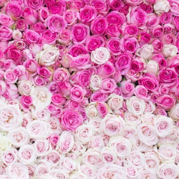 Flowers Wall Rose Photography Background Pink White Backdrops
