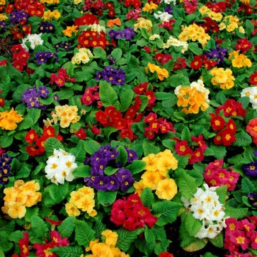 Photography Background Butterfly Orchid Red Yellow Flowers Backdrops