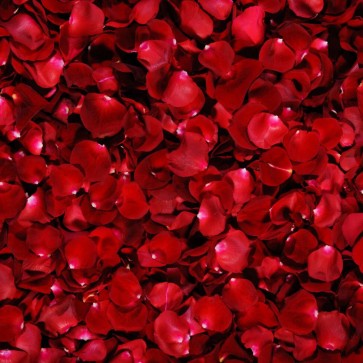 Dark Red Rose Flowers Wall Photography Background Backdrops