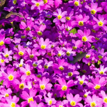 Purple Flowers Wall Photography Background Backdrops For Photo Studio