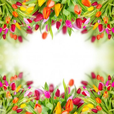 Red Yellow Flowers Tulips Photography Background White Backdrops