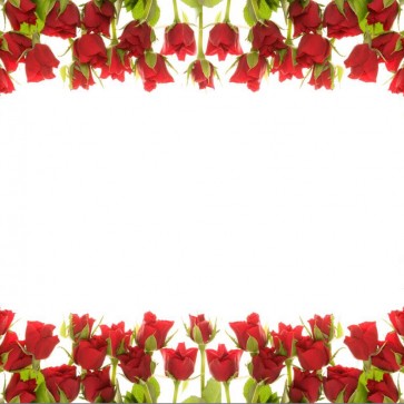 Red Roses Flowers Photography Background White Backdrops