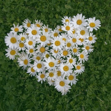 White Chrysanthemum Flowers Grass Photography Background Backdrops