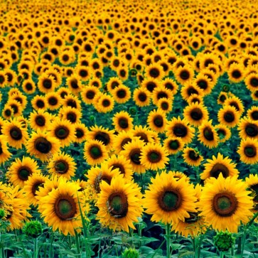 Sunflower Flowers Photography Background Backdrops For Photo Studio