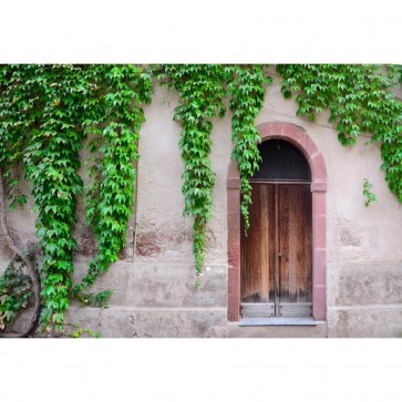 Door Window Photography Backdrops Brown Door White Wall Ivy Background