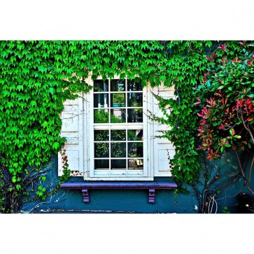 Door Window Photography Backdrops Ivy White Window Background For Photo Studio