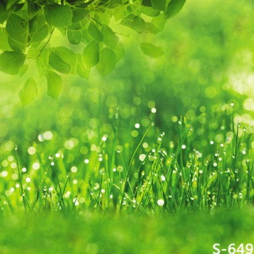 Nature Photography Backdrops Dew Grassland Background