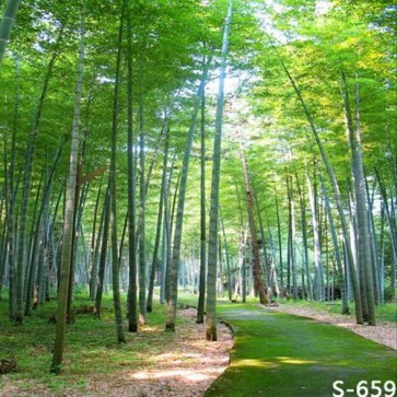 Nature Photography Backdrops Green Bamboo Forest Background