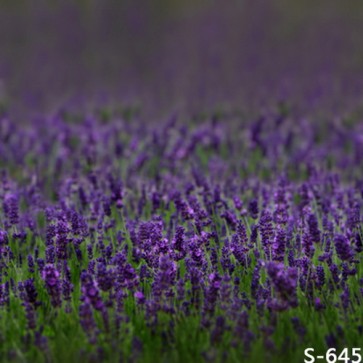 Photography Backdrops Flowers Purple Lavender Background