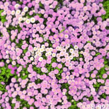 Photography Background Grass Purple Flower Wall Backdrops