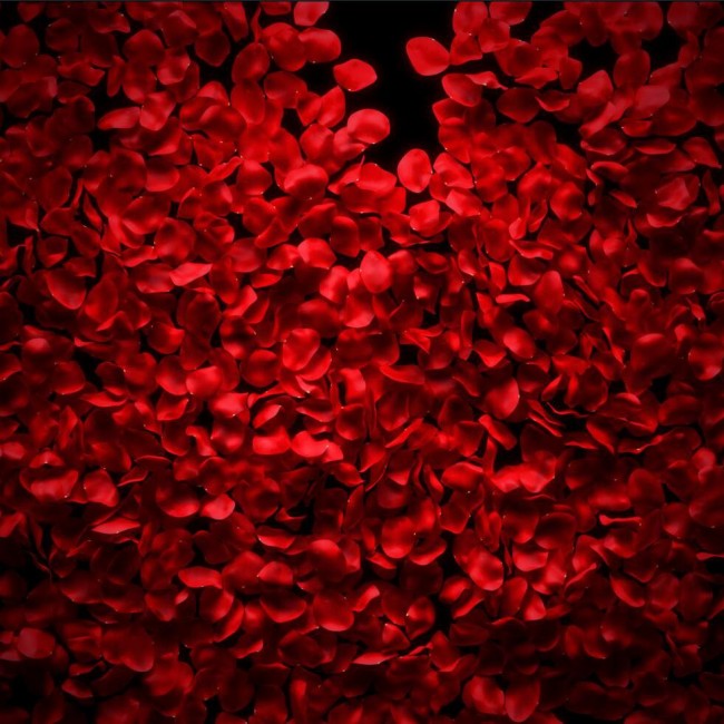 Red Rose Petals Background - Real Roses Petals Backdrop. Floral