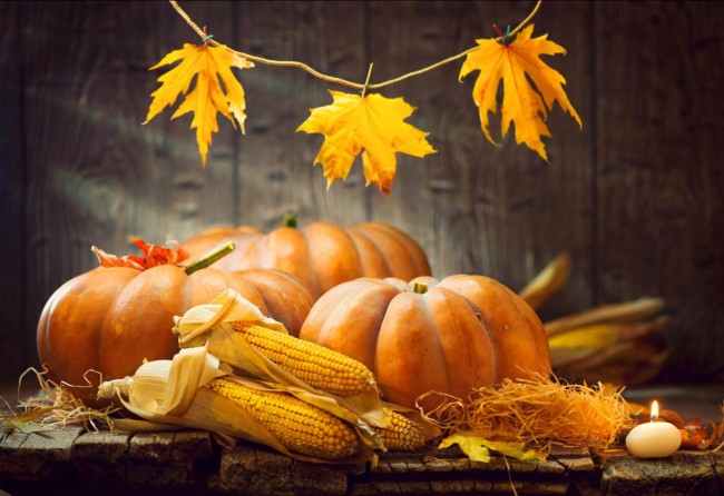Photography Background Yellow Leaf Corn Pumpkin Autumn Thanksgiving Day