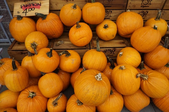 Mature Pumpkin Thanksgiving Day Photography Background ...