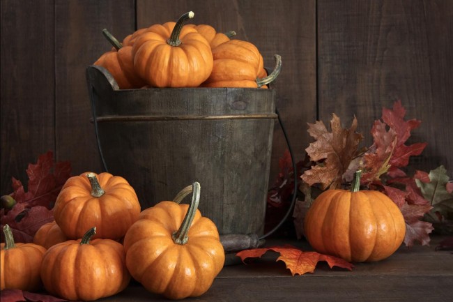 Pumpkin Red Leaves Bucket Thanksgiving Day Photography ...